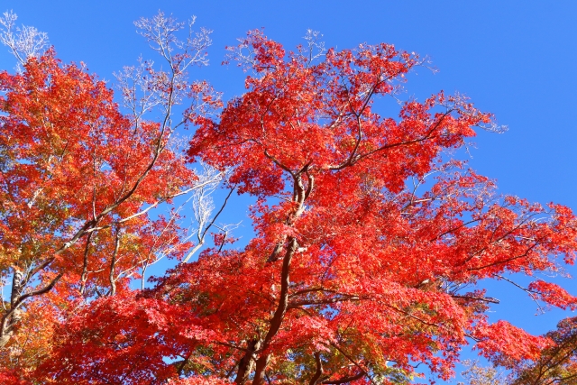 秋の紅葉