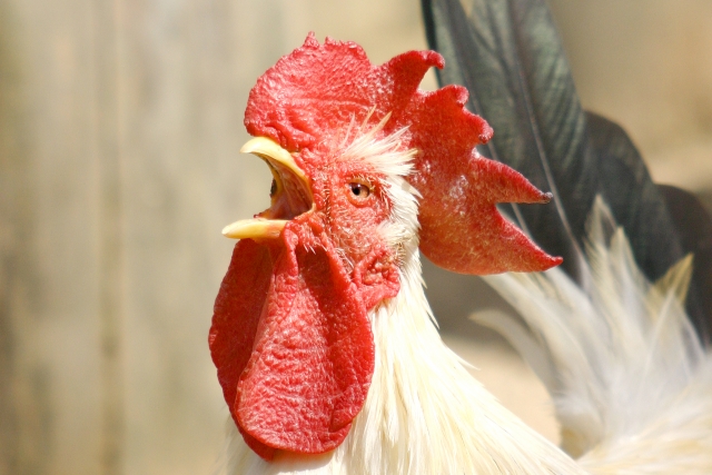 動物たちの大声選手権 ペットの鳴き声の大きさはどのくらい 防音室 防音工事は環境スペースにお任せ サウンドゾーン